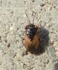 Geocoris sp.